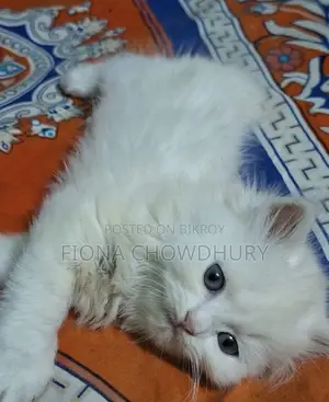Pure Persian
