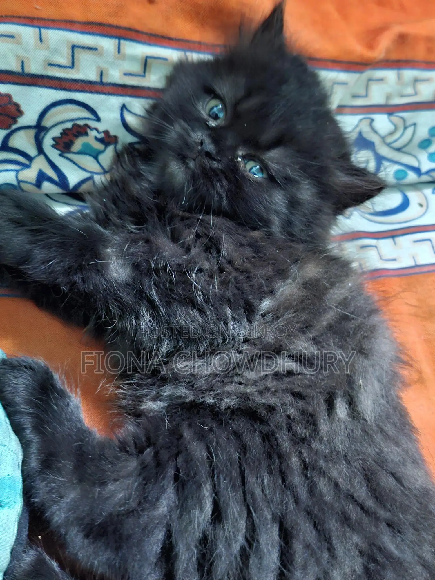 Pure Persian