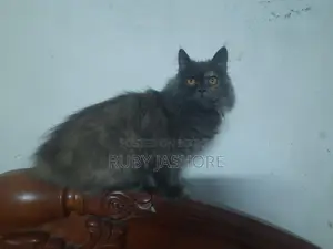 Persian Cat