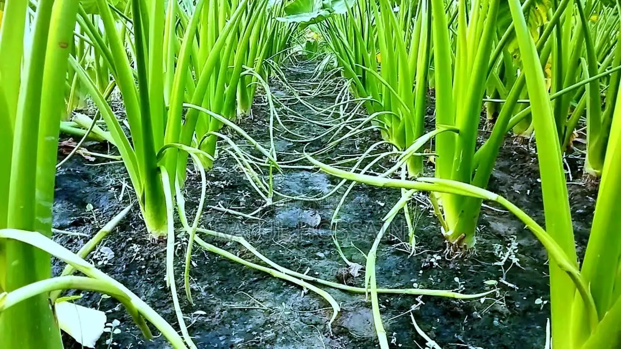 Latiraj Bari-11 Taro Stolon Seeds