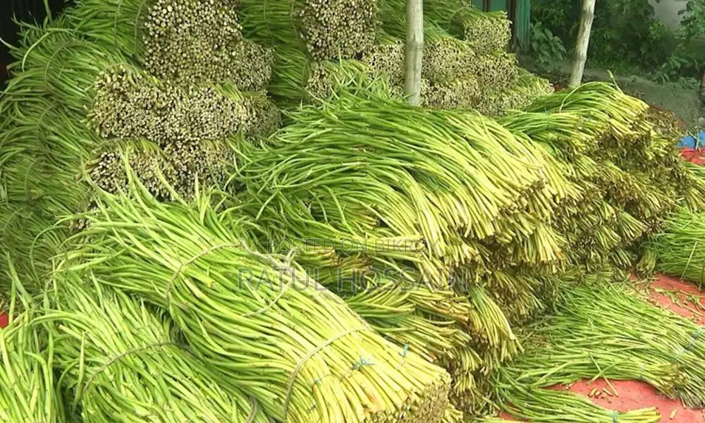 Latiraj Bari-11 Taro Stolon Seeds