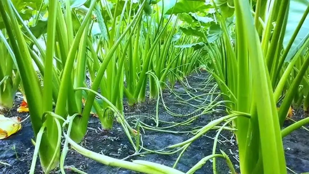 Latiraj Bari-11 Taro Stolon Seeds