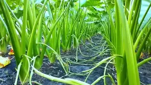 Latiraj Bari-11 Taro Stolon Seeds