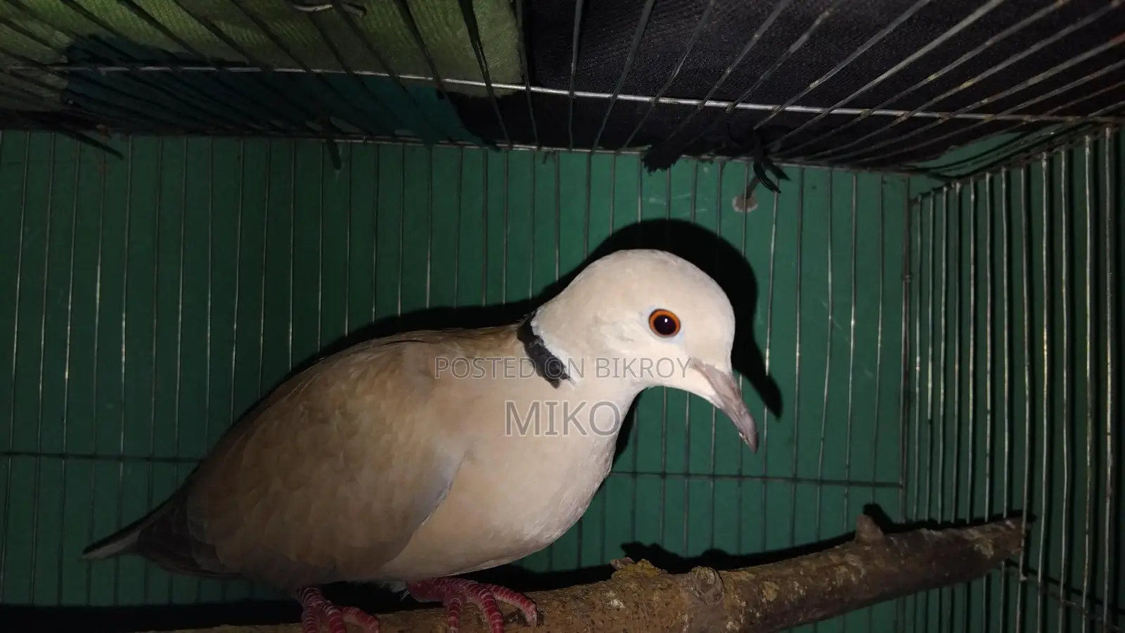 Dove Birds