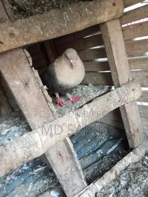 A rooster for sale