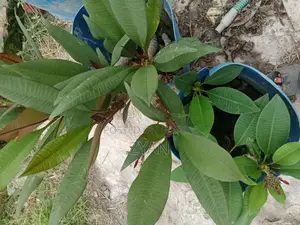 কাট গোলাপের চারা