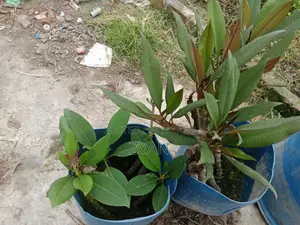 Rose Plant Seedlings