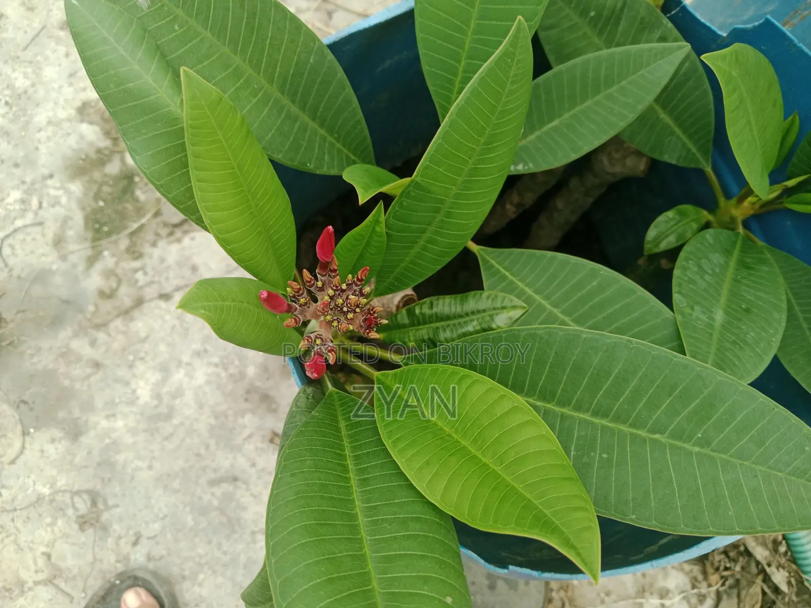কাট গোলাপের চারা