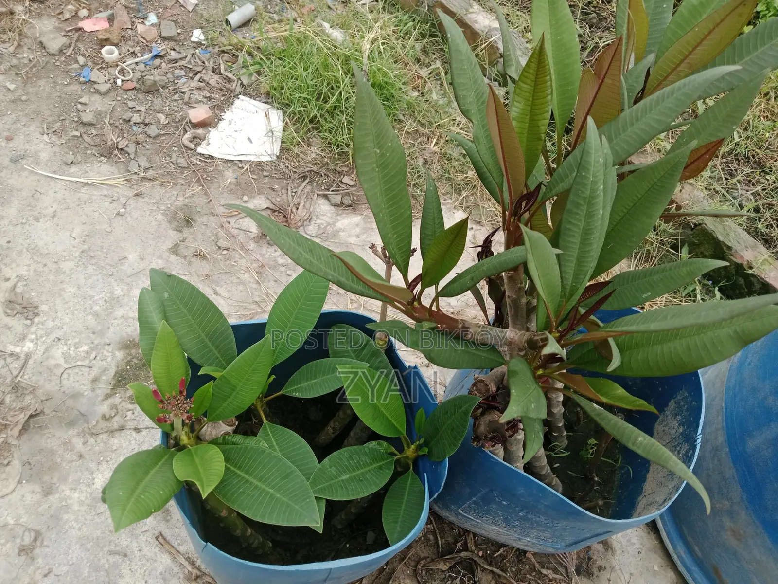 কাট গোলাপের চারা