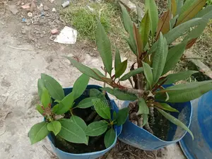 কাট গোলাপের চারা