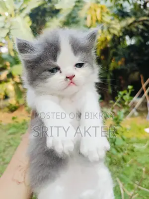 Persian Cat Doll Face