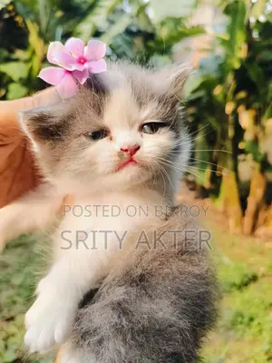 Persian Cat Doll Face