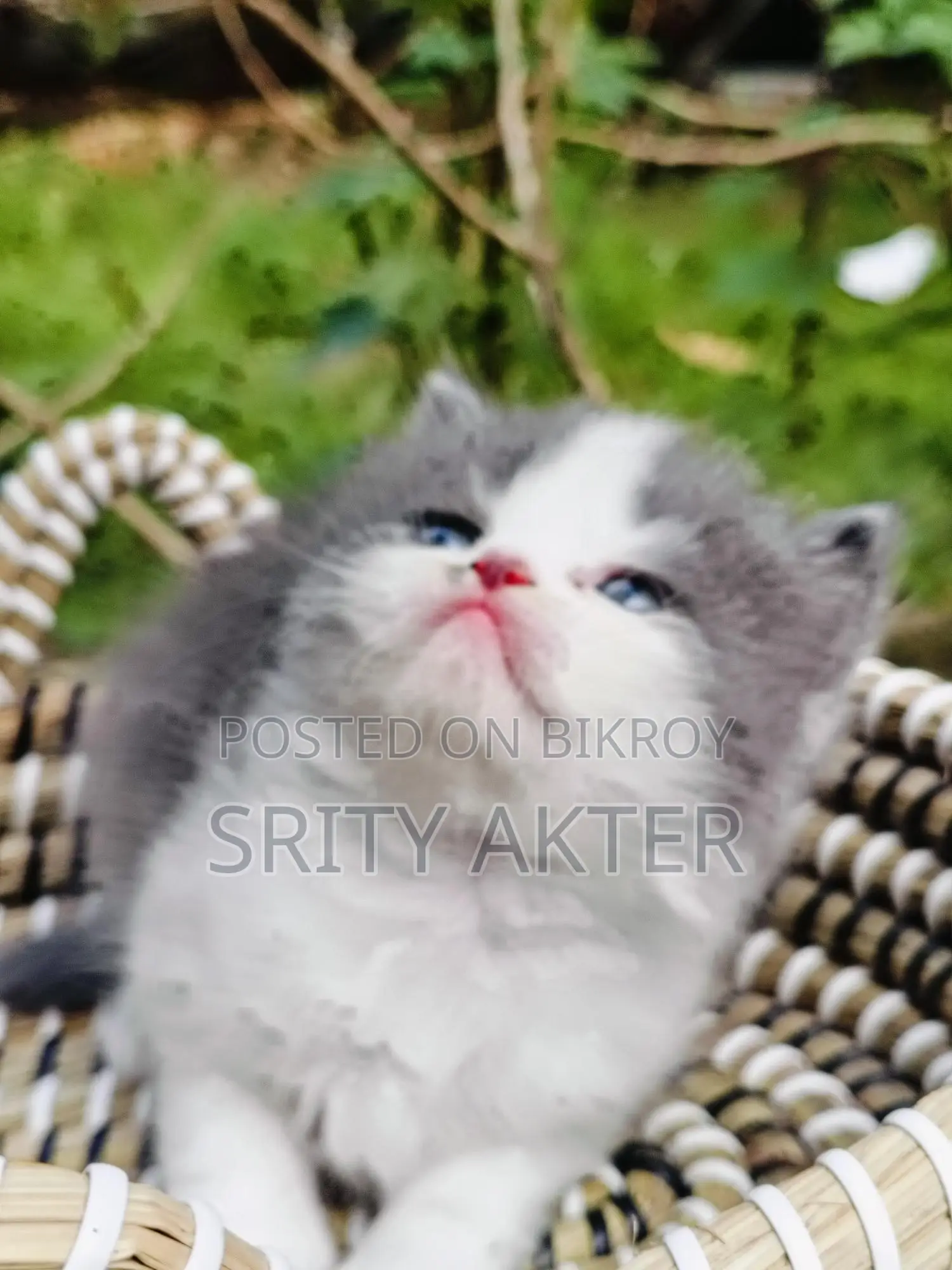 Persian Cat Doll Face