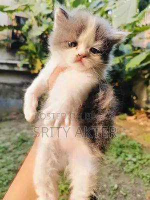 Persian Cat Doll Face