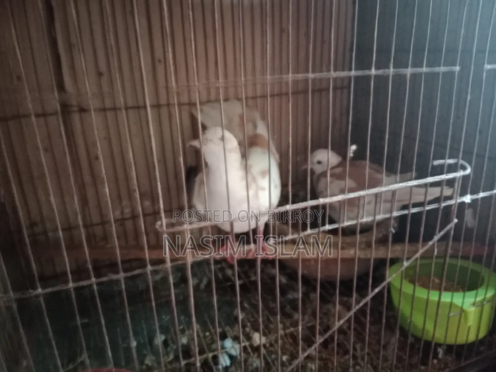 1 Jura Kobutor Australia Dove