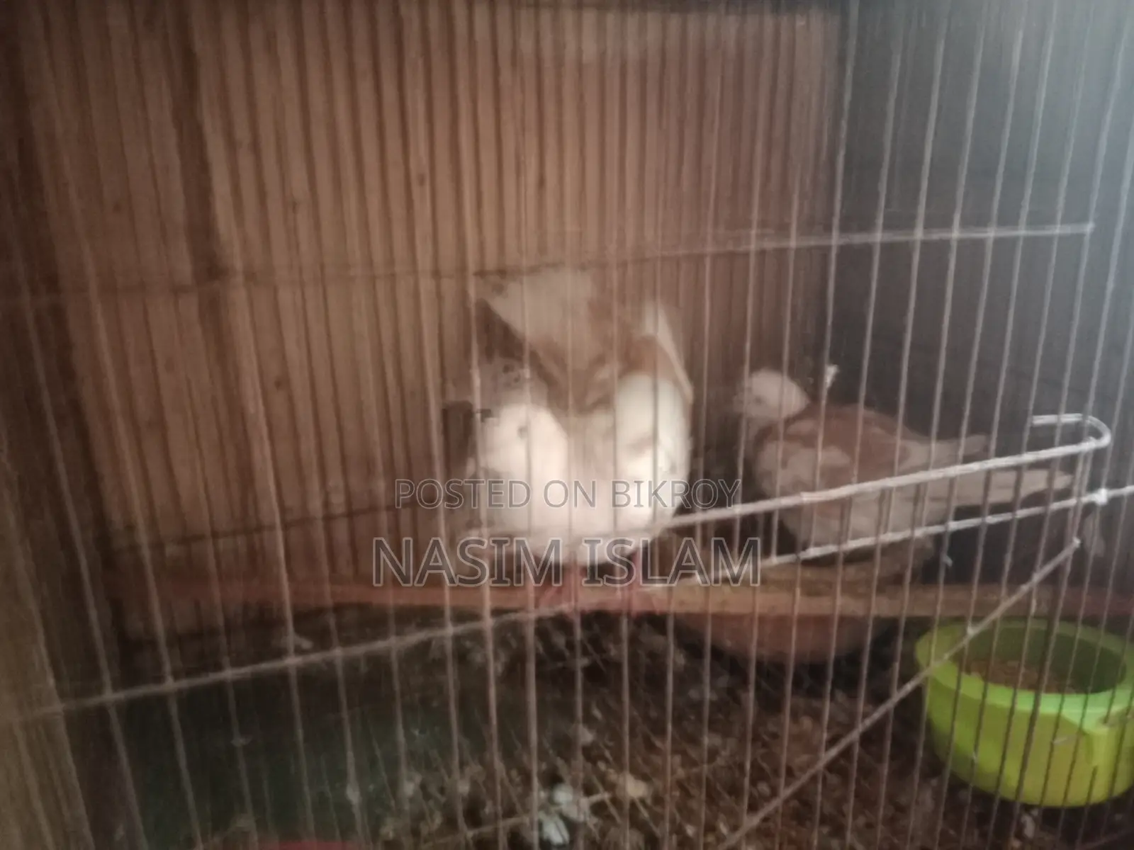 1 Jura Kobutor Australia Dove