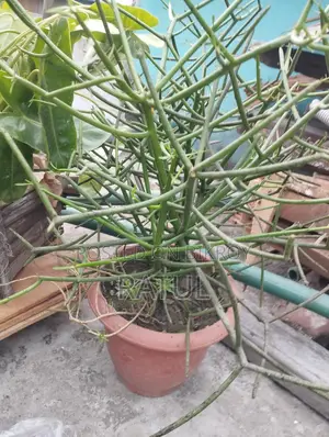 Cactus.