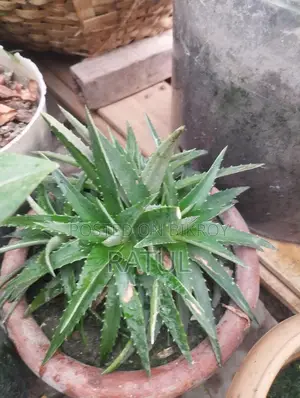 ক্যাকটাস।
