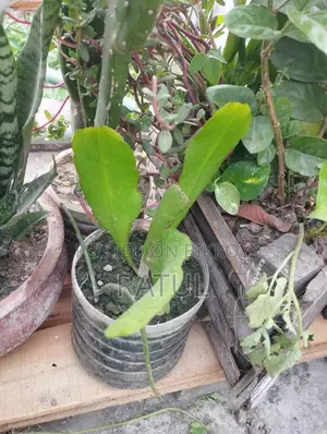ক্যাকটাস।