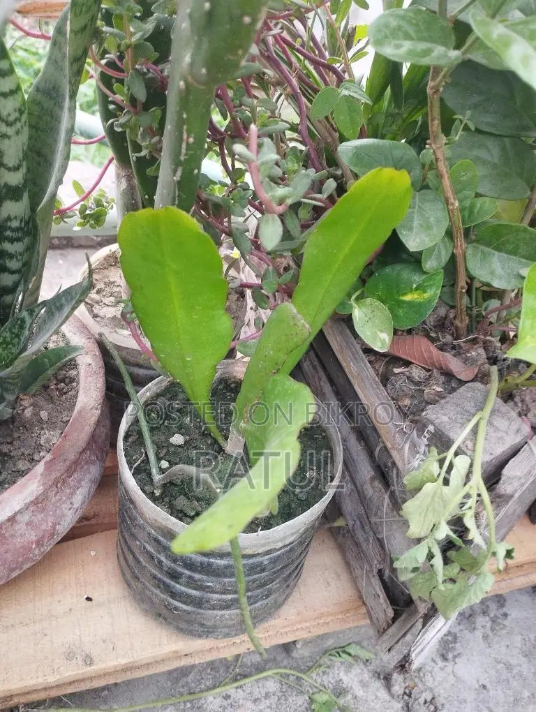 ক্যাকটাস।