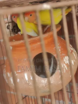 3 Pairs + 1 Single Lovebird for Sale