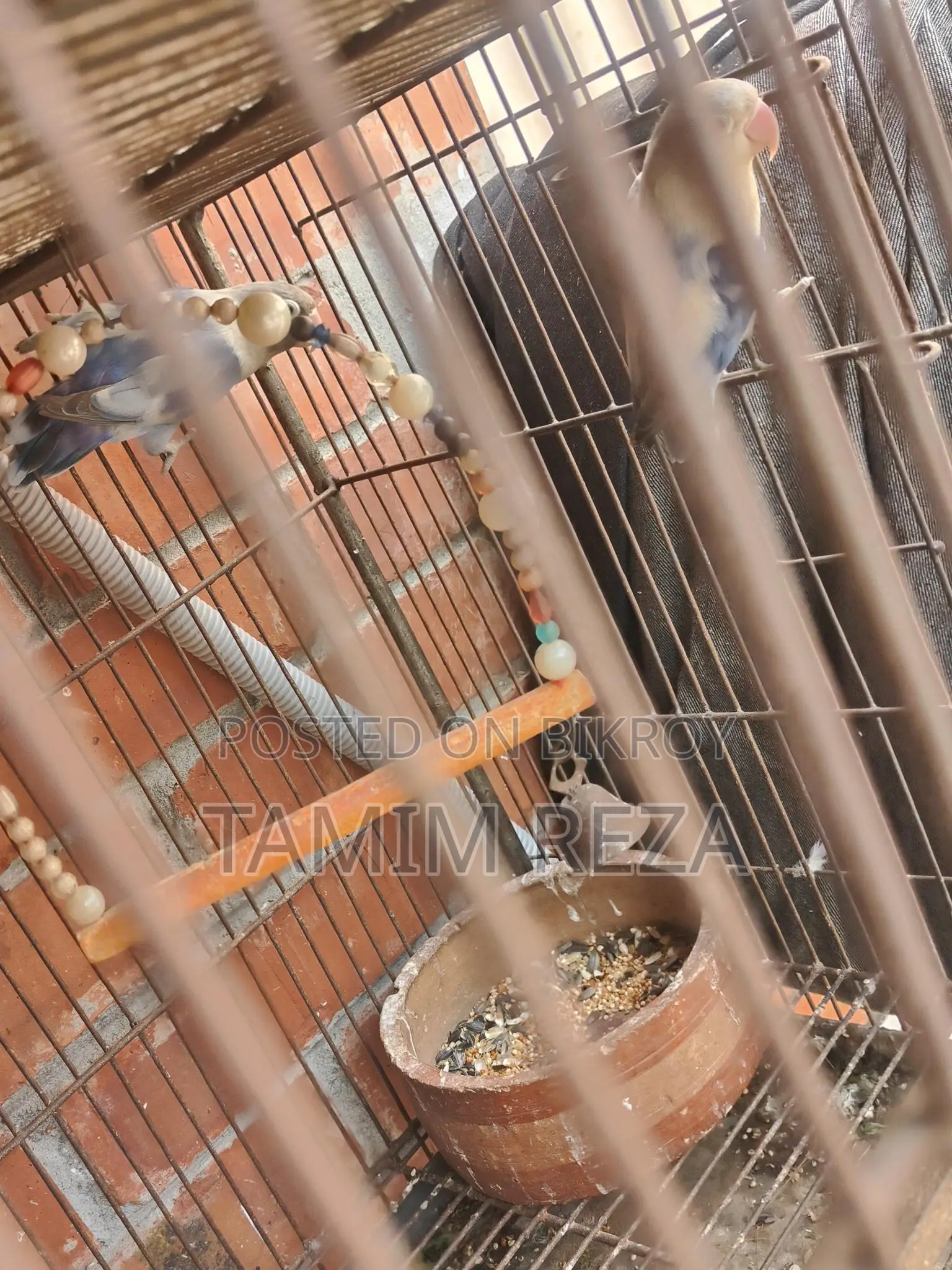 3 Pairs + 1 Single Lovebird for Sale