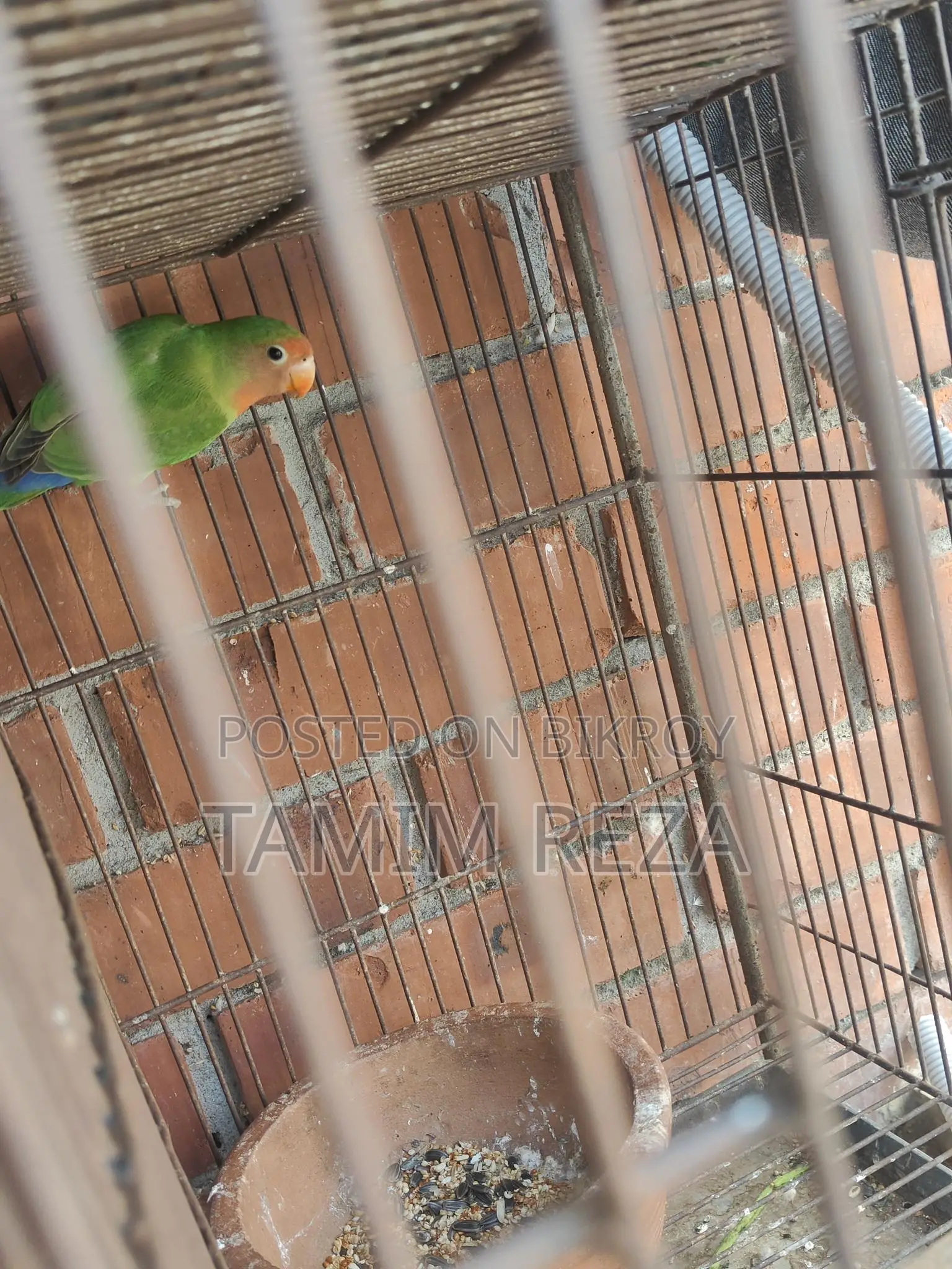 3 Pairs + 1 Single Lovebird for Sale
