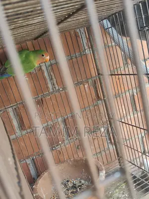 3 Pairs + 1 Single Lovebird for Sale