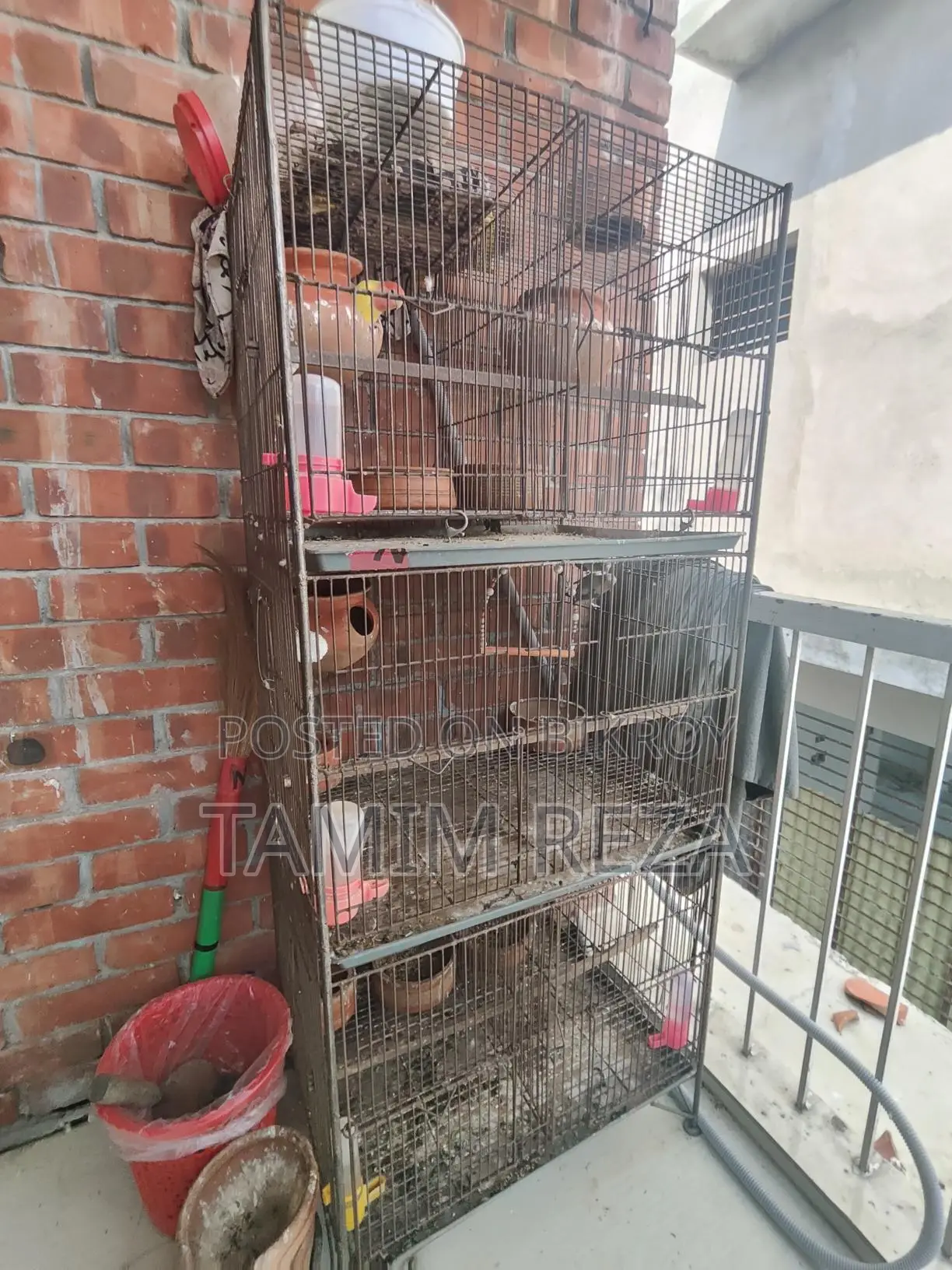 3 Pairs + 1 Single Lovebird for Sale