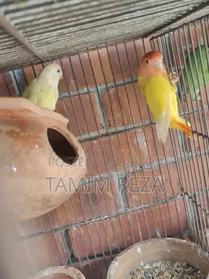 3 Pairs + 1 Single Lovebird for Sale