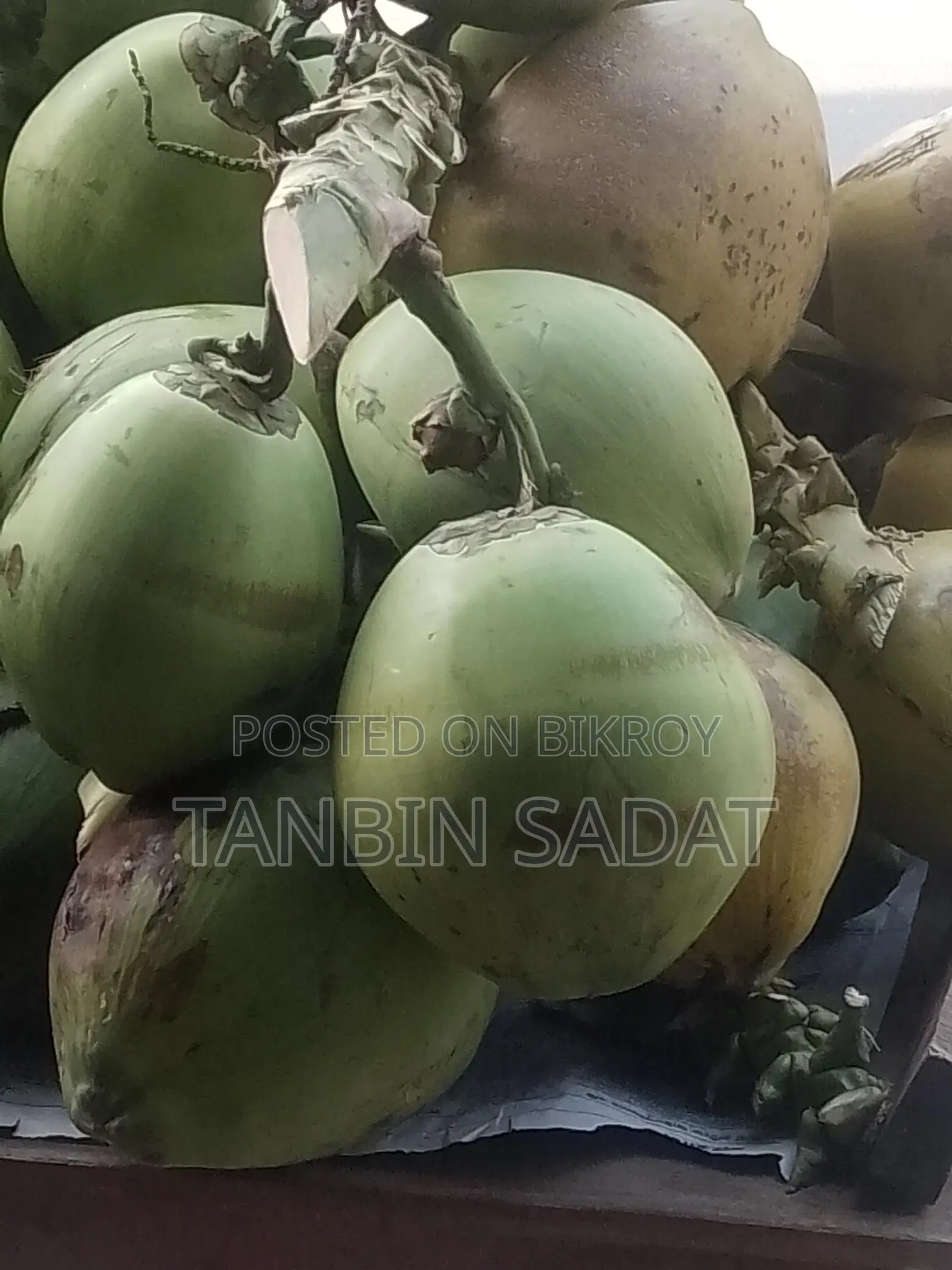 Fresh Green Coconuts Available