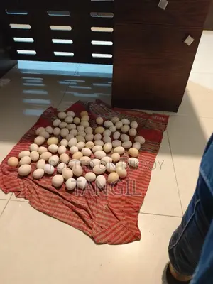 Chicken Eggs