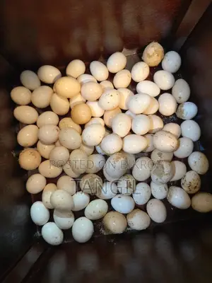 Chicken Eggs