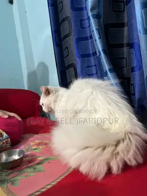 Persian Cat