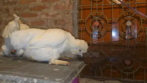 Sultan,silky and Buf Sebrait Female