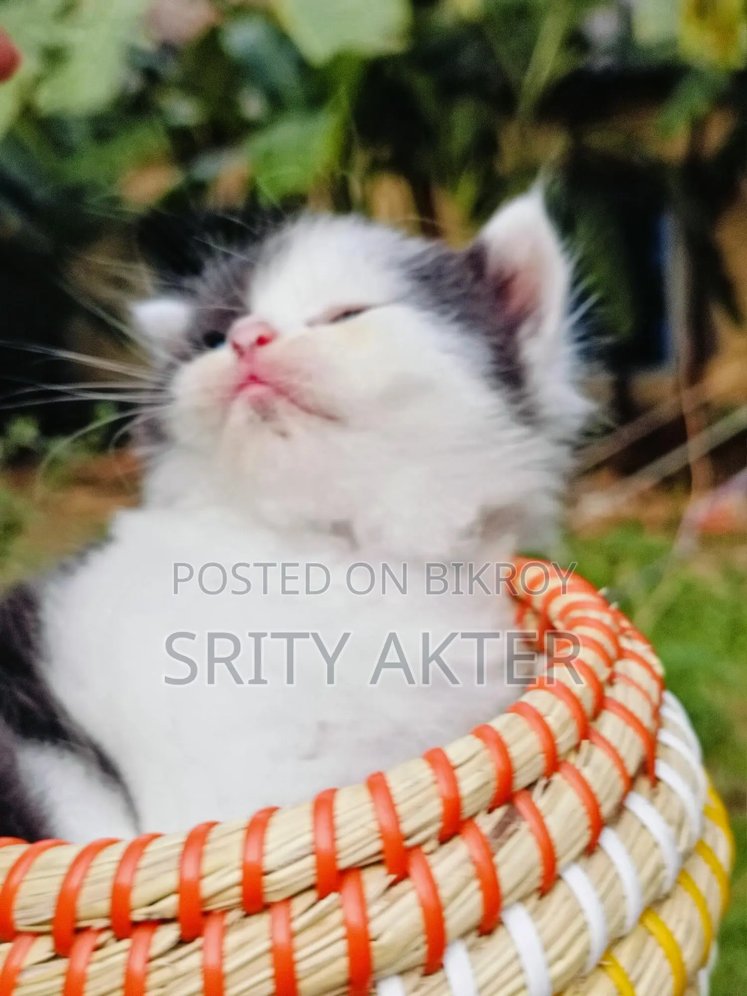 Pure Persian Cat