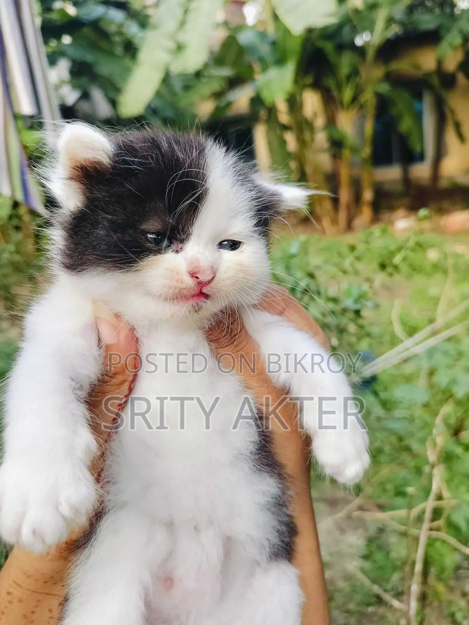 Pure Persian Cat