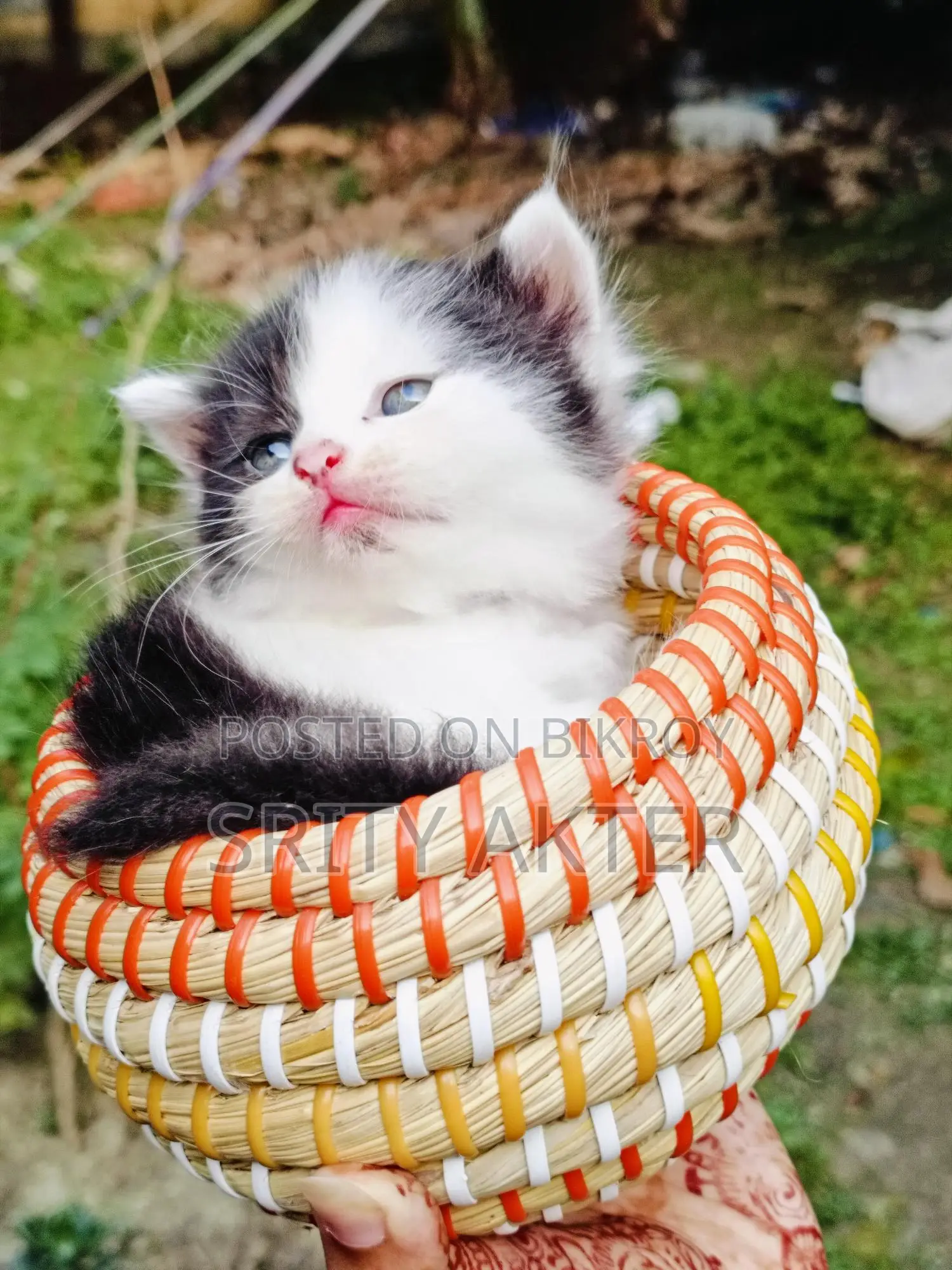 Pure Persian Cat