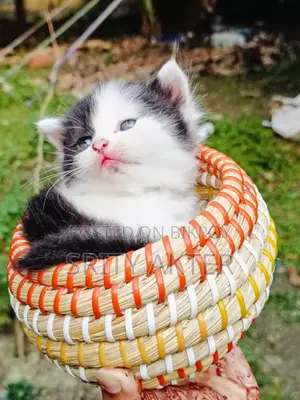 Pure Persian Cat