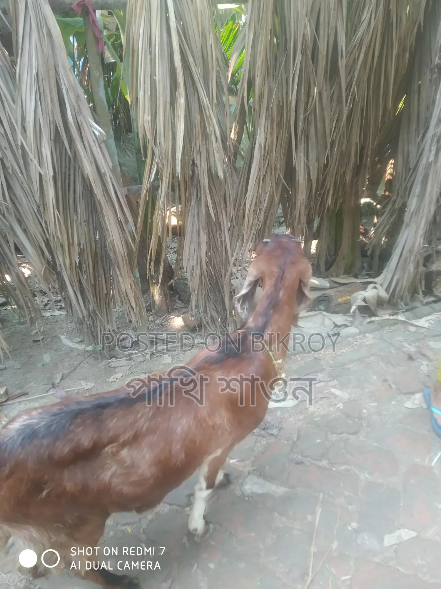 Jibla Tota Goat
