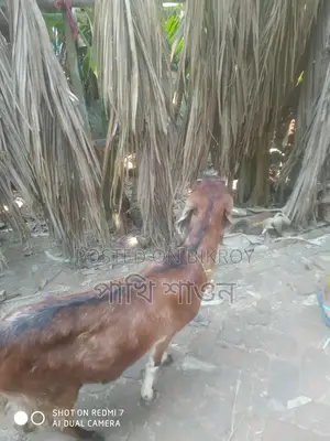 Jibla Tota Goat
