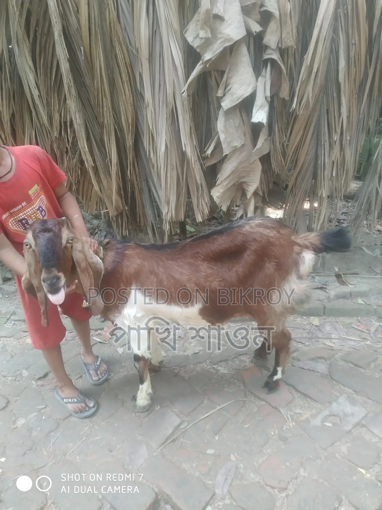 Jibla Tota Goat