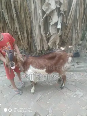 Jibla Tota Goat