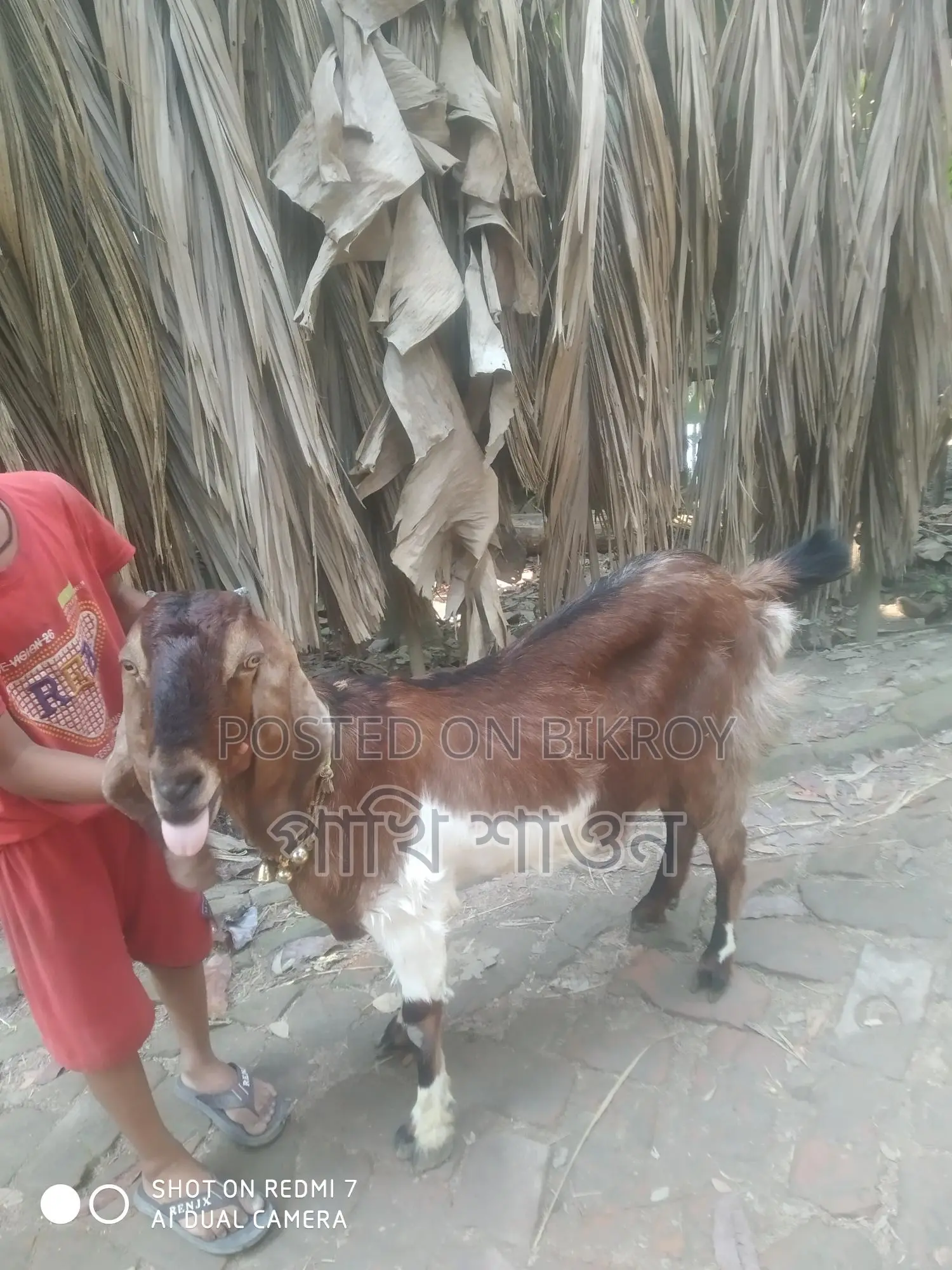 Jibla Tota Goat
