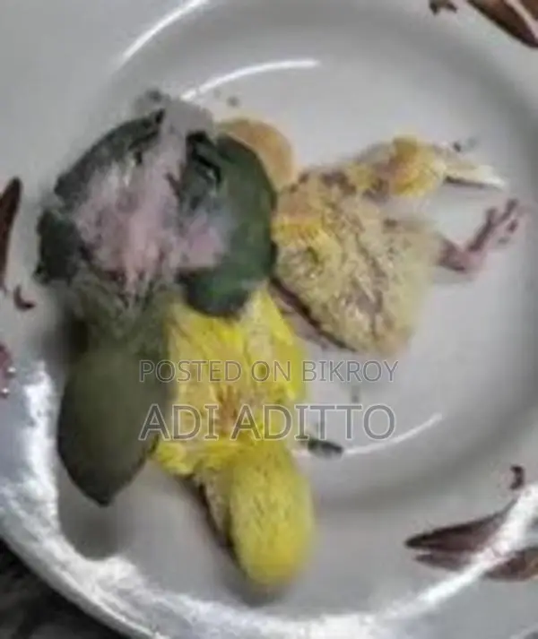 Tame size Love Bird for sale, inbox if interested
