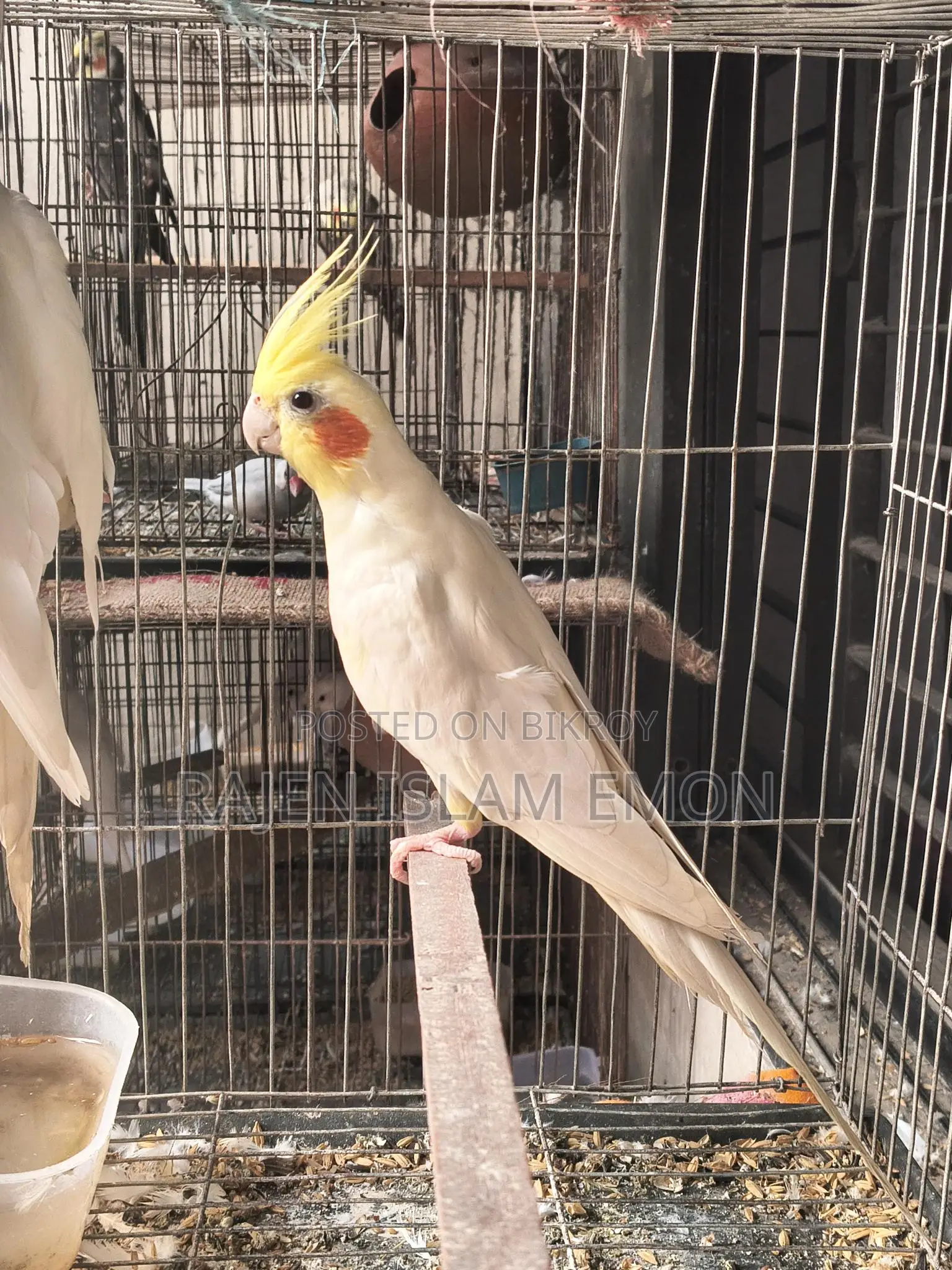 Lutino Cockatiel Bird