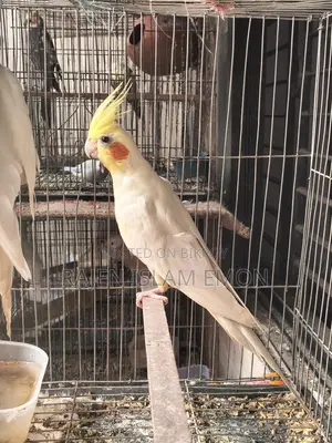 Lutino Cockatiel Bird