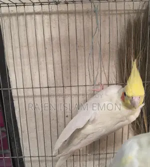 Lutino Cockatiel Bird