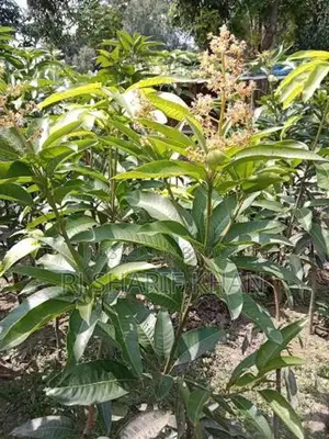All-Season Thai Katimon Mango Saplings