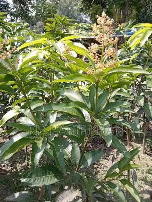 All-Season Thai Katimon Mango Saplings